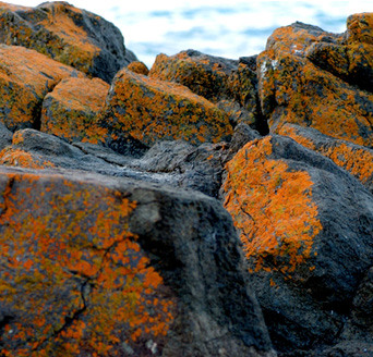 The Bedworks of Maine